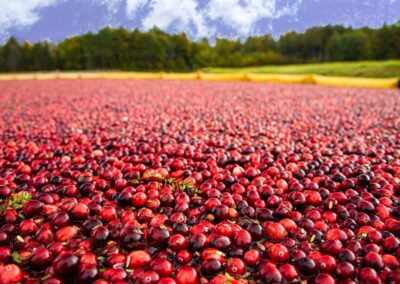 Cranberries floating in a bog