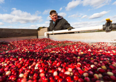 Fresh cranberries and a farmer