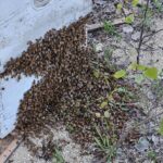 Bees spill out of a bee hive
