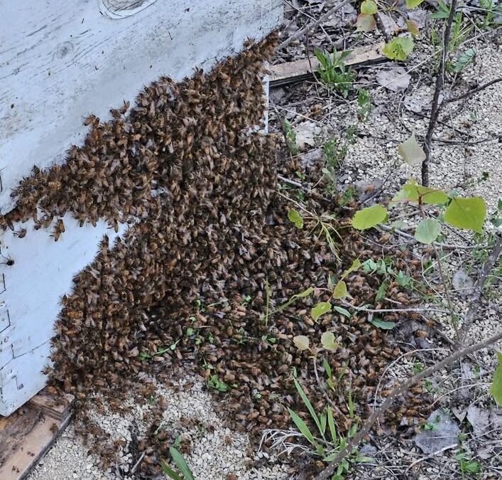Bees and Blossoms