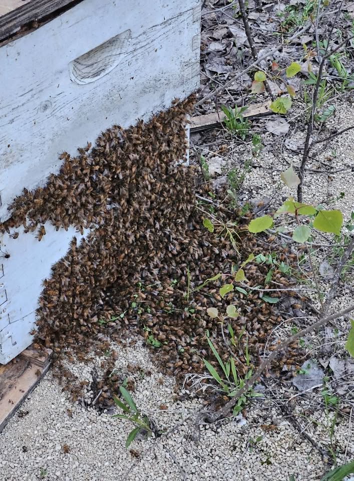 Bees spill out of a bee hive