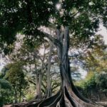 A tree with exposed roots in a forest