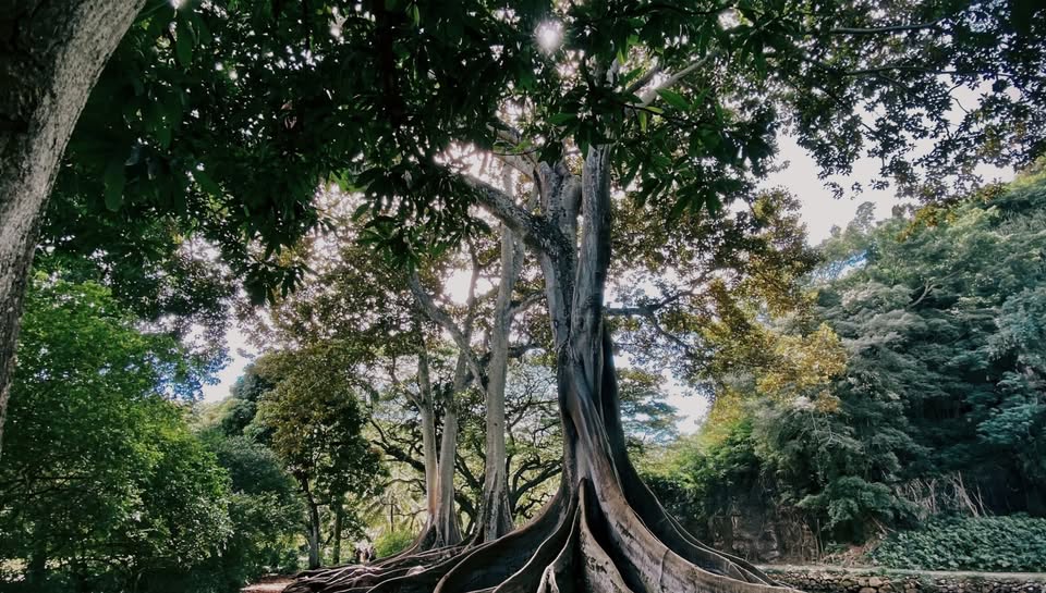 A tree with exposed roots in a forest