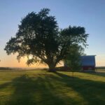 a large maple tree next to a barn