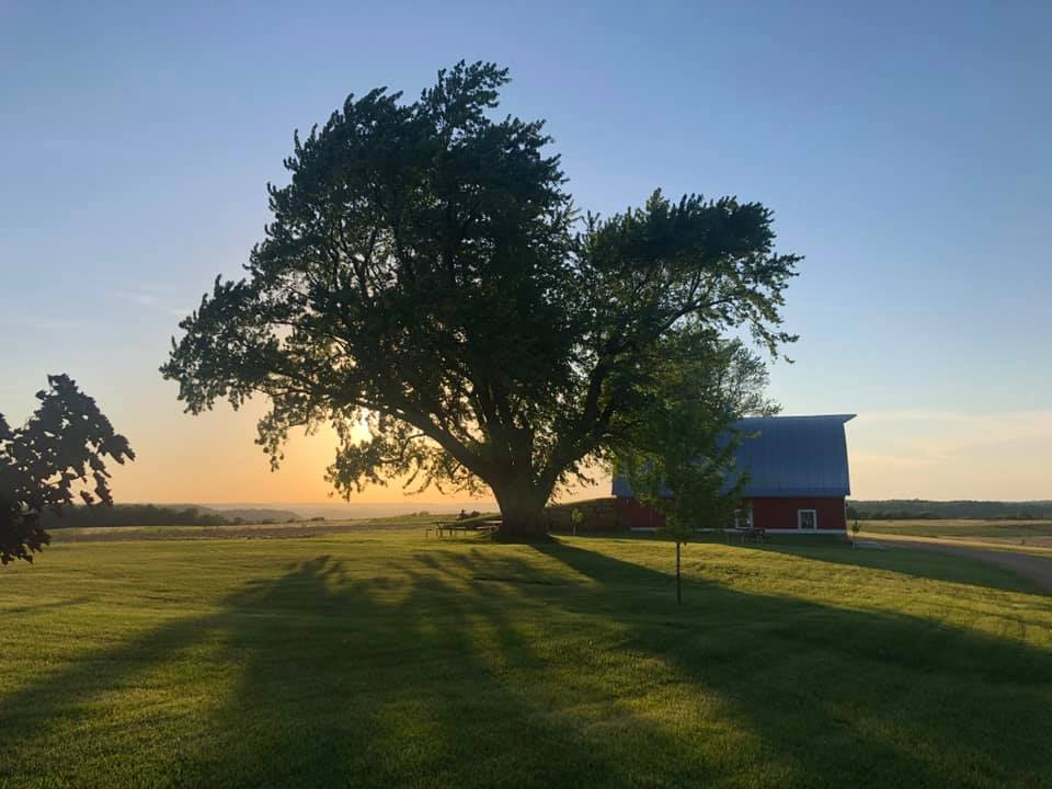 a large maple tree next to a barn