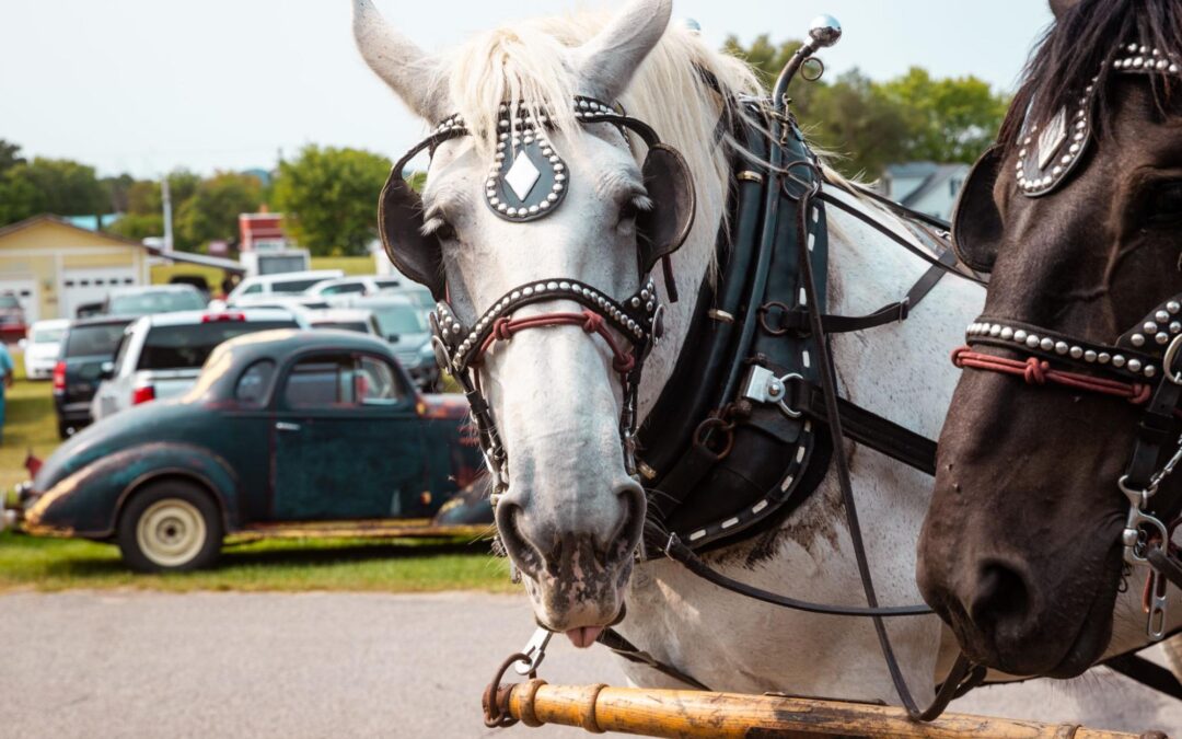 Amish Heartland: Exploring Wisconsin’s Largest Amish Community in Monroe County