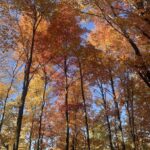 Trees with their fall colored leaves