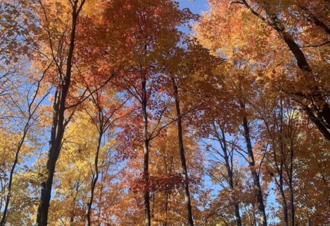 Trees with their fall colored leaves