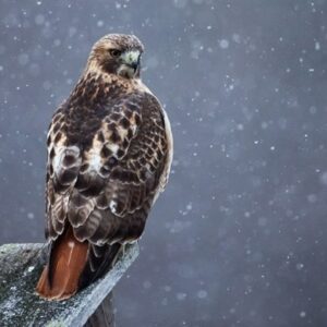 A red-tailed hawk perched on a weathered wooden post during a snowy day.