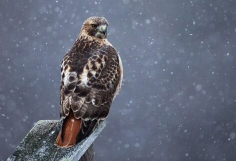 A red-tailed hawk perched on a weathered wooden post during a snowy day.