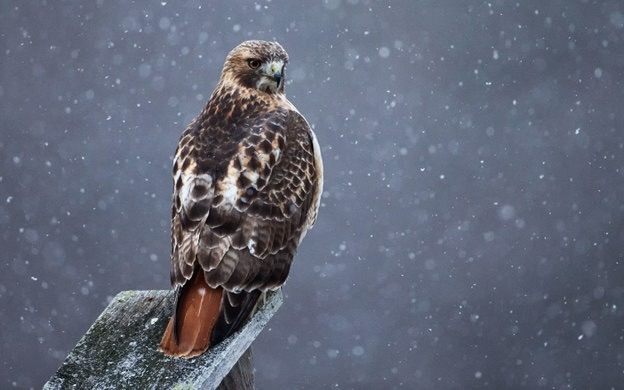 A red-tailed hawk perched on a weathered wooden post during a snowy day.