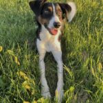 A picture of a dog laying in a grass