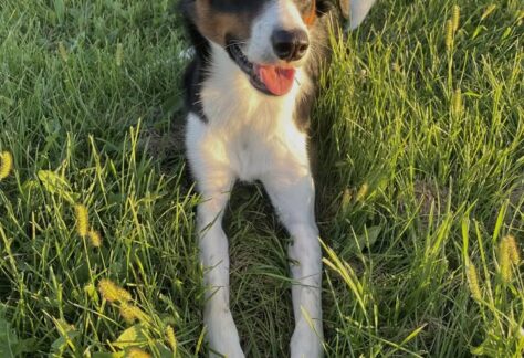 A picture of a dog laying in a grass
