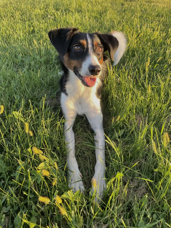 A picture of a dog laying in a grass