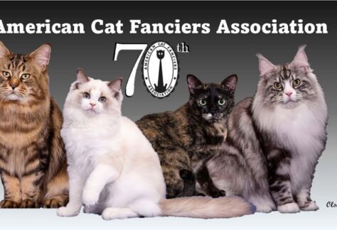American Cat Fanciers Association