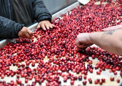 Experience Fall in Tomah, Wisconsin: Cranberries, Festivals, Fall Colors and More
