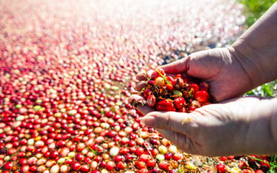 Celebrate Cranberries in Monroe County, Wisconsin