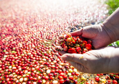Wetherby Cranberry Company – Warrens